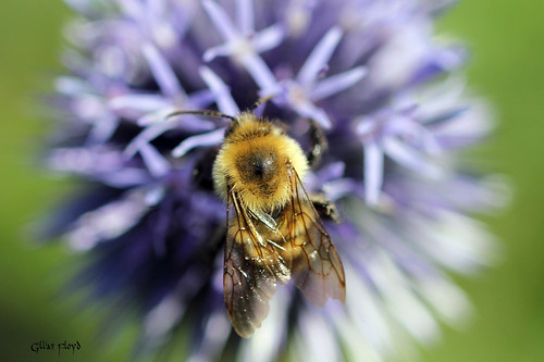 Bee on purple flower. | by Gillian Floyd Photography