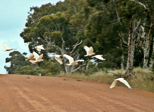 badgingarra westernaustralia oz wa australia korellas whitebirds parrakeets redroad