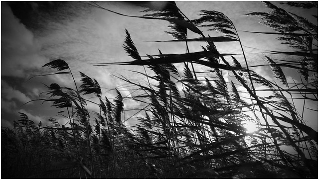 Windblown Reeds