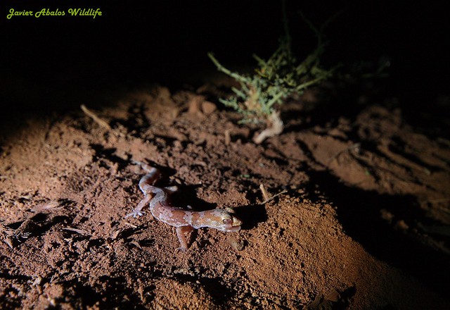 Marico gecko at night (Pachydactylus mariquensis)