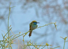 DSC_3131-Green bee-eater
