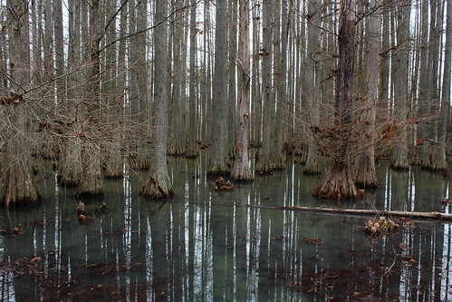 trees reflection water canon nc durham northcarolina mangrove 1855mm t3i 600d