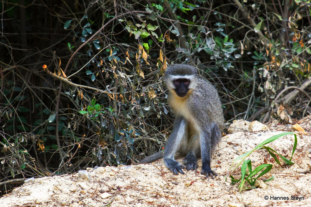 Monkeys on the Old 7 Passes Road