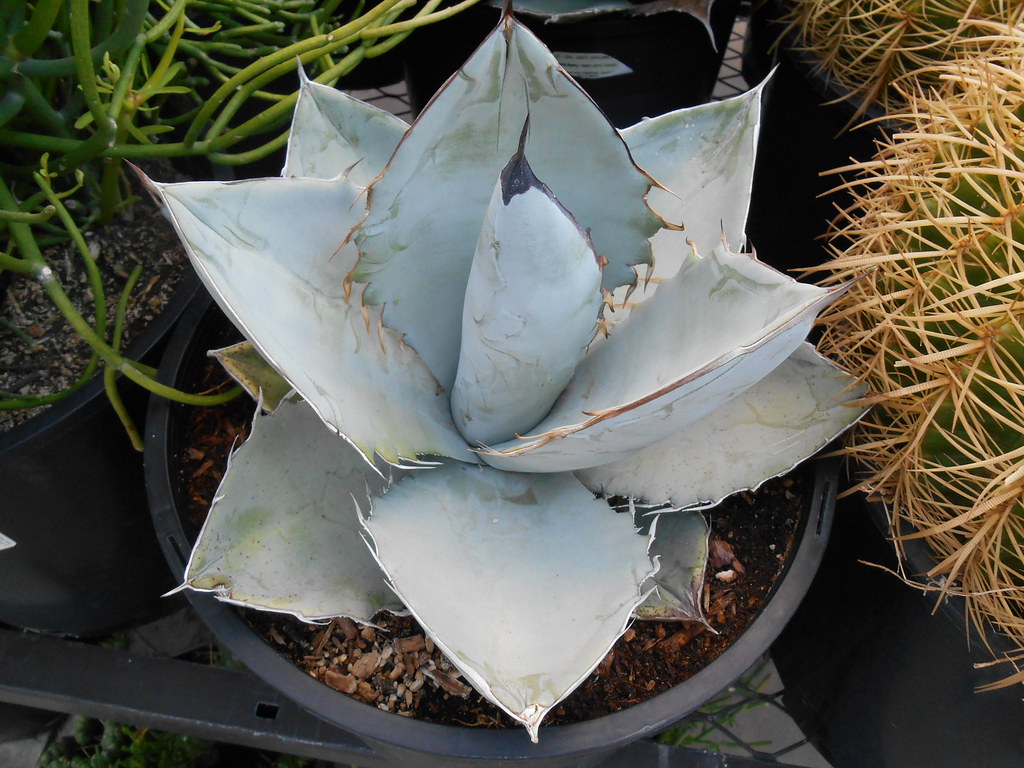 Agave titanota 