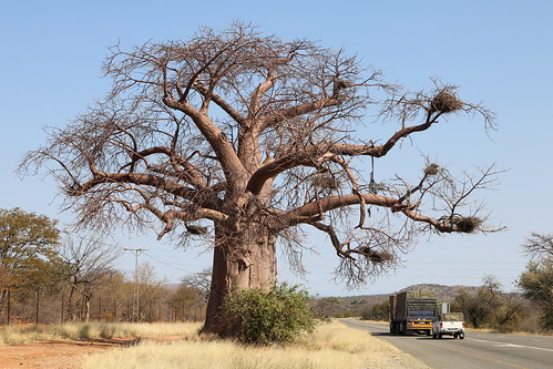southafrica südafrika suidafrika limpopo baobab tree baum road strase