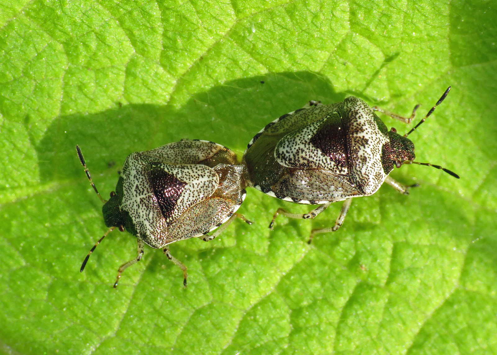 Woundwort Shieldbug - Eysarcoris fabricii