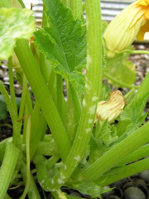 Powdery mildew of zucchini petiole caused by Sphaerotheca fuliginea