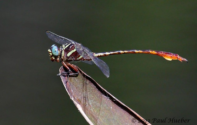 Two-striped Forceptail - Aphylla williamsoni