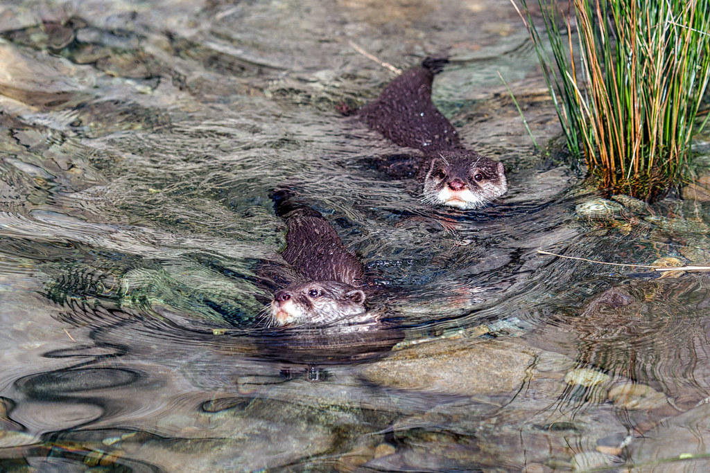 Asian Small-clawed Otter (Aonyx cinerea) at Woodland Park Zoo (7)