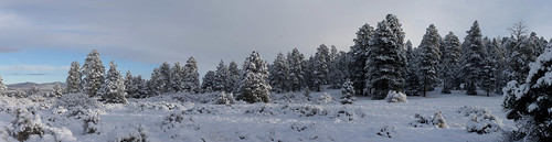 arizona autoimport bw flagstaff landscape panorama ponderosapines snow trees weather unitedstates thebestof flickr