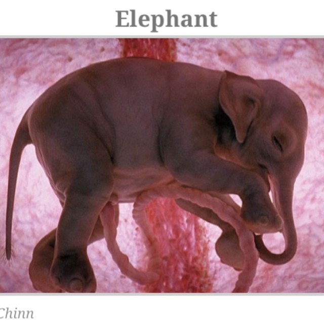 Baby elephant inside The womb... #peterchinn #usg #fetus #… | Flickr