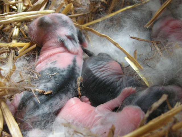 angora babies, 2 day old