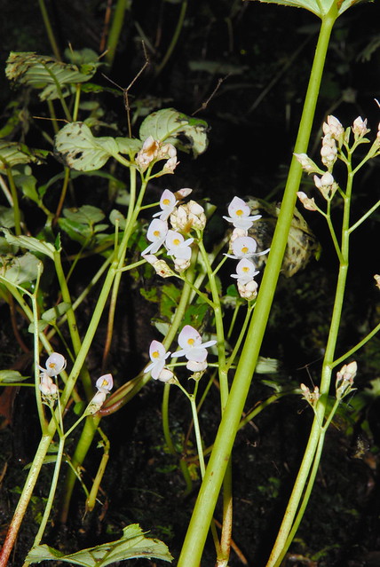 Begonia asperifolia