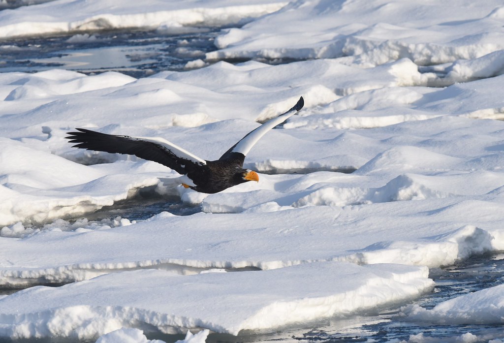 A Steller's sea eagle flying over drift ice
