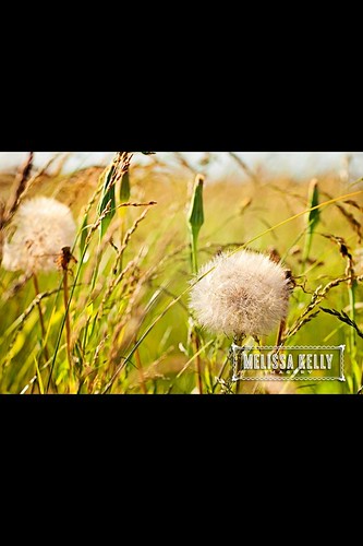 senior field landscape midwest meadow kansas wichita 2014 seniorphotographer melissakellyimagery