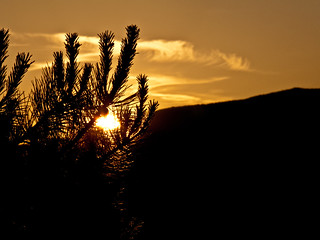 Pine tree sun set