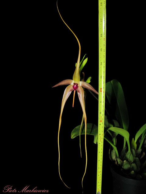 Bulbophyllum echinolabium