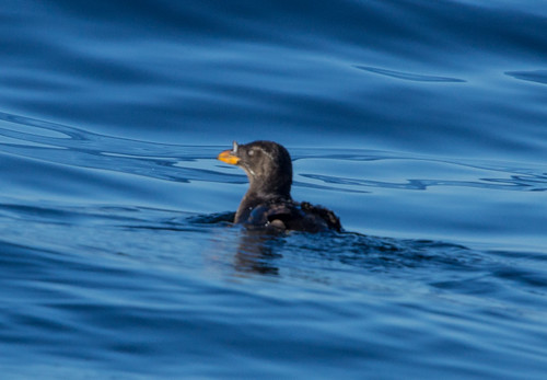 Rhinoceros Auklet