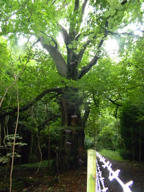 Stately tree Climb up from Mickleham Box Hill Circular