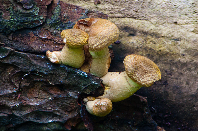 Honey fungus, Himley Park