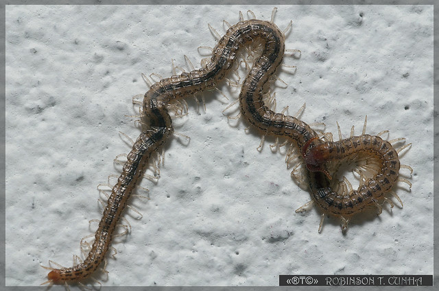 Centipede - Lacraia