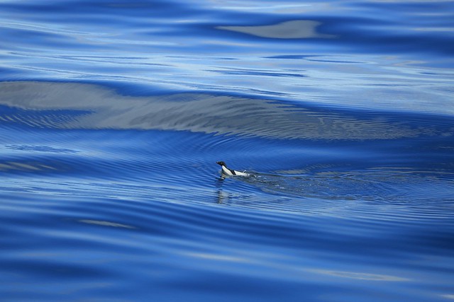 Ripples of Grey and Blue Adelie Penguin Swimming Ross Sea Antarctica