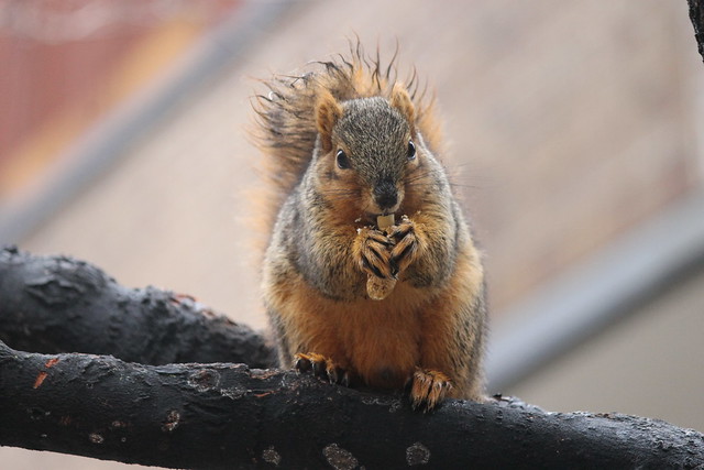 Squirrels With Bad Hair - On a Wet Day at the University of Michigan
