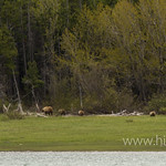 Grizzly sow with cubs
