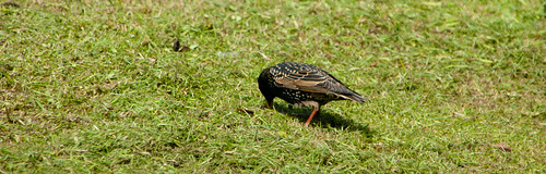 Starling searching new-mown grass for insects