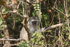 Vervet Monkey @ St Lucia (ZAF)