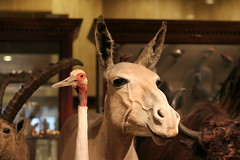 Stuffed Donkey at Milwaukee Public Museum