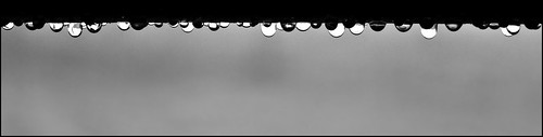 bw white black water rain drops raindrops krople deszcz kropledeszczu blackwhitephotos