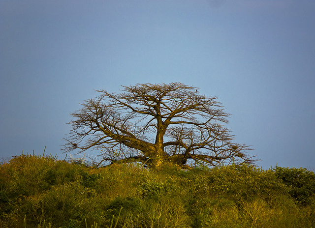 Baobá, Piató-RN