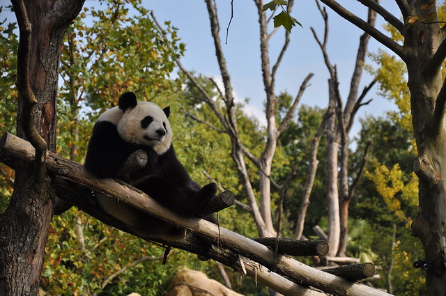 roi panda du zoo de Beauval.