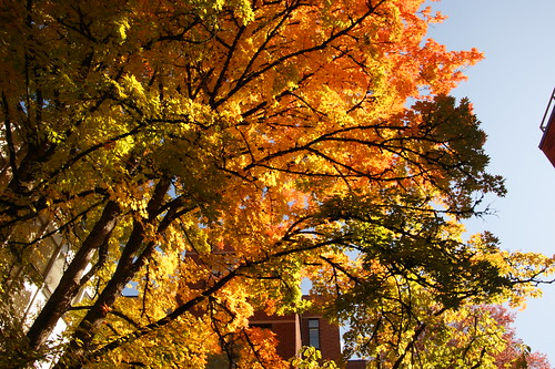 eugene fall autumn campus universityoforegon 2013 homecoming 500views