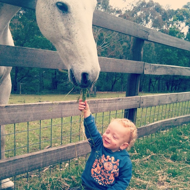 horse feed | essie | Flickr