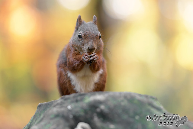 squirrel in autumn 2013