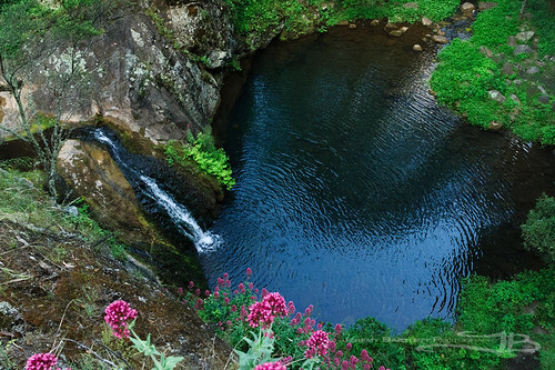 flower water forest river landscape landscapes waterfall outdoor au naturallight australia newsouthwales jenolan jenolancaves naturesetting