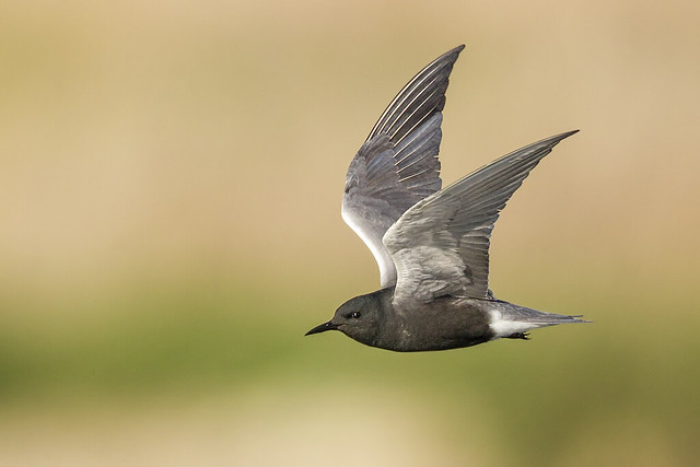 Oak Hammock Marsh In-flight Black Tern