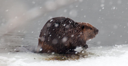 Busy Beaver eating salad in the snow in the Delaware River, Pond Eddy, NY