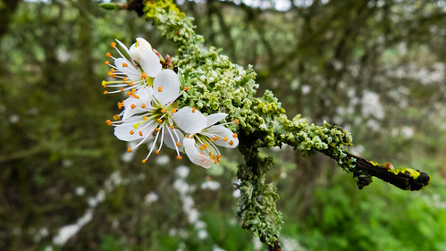 Blackthorn flower and lichen-encrusted twig