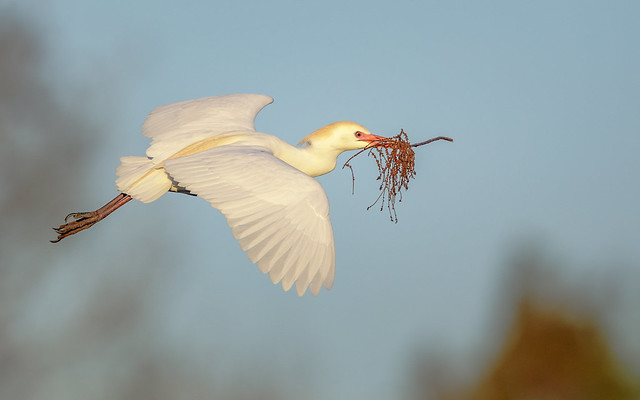 Cattle Egret in Breeding Plumage with Nesting Material