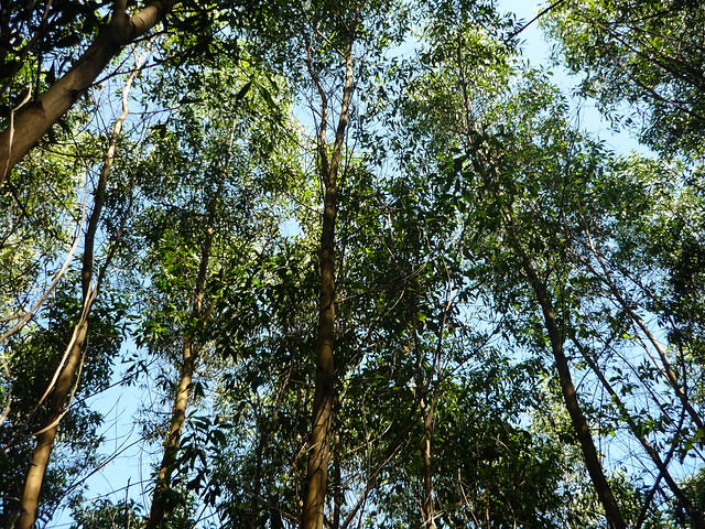 Acacia mangium in Ben Hai