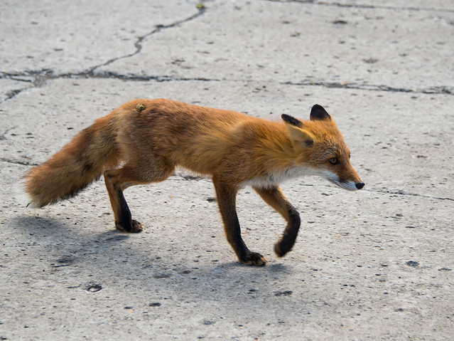 Red Fox With Injured Leg And Cocklebur On Butt