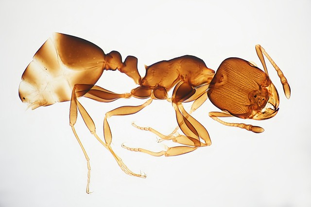 Exoskeleton of an ant