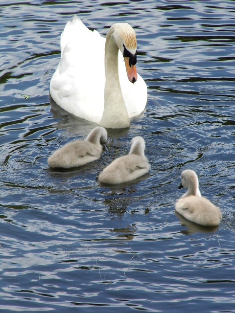 Swan Family 3