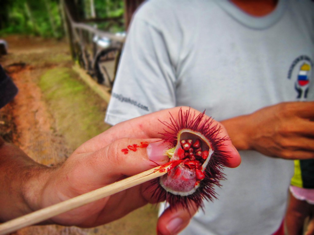 Red achote seeds in Tena, Ecuador