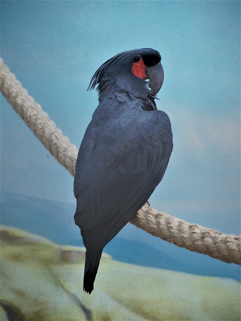 Black Palm Cockatoo - Berlin Zoo