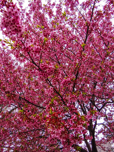 Cherry Blossoms, Tokyo, Japan