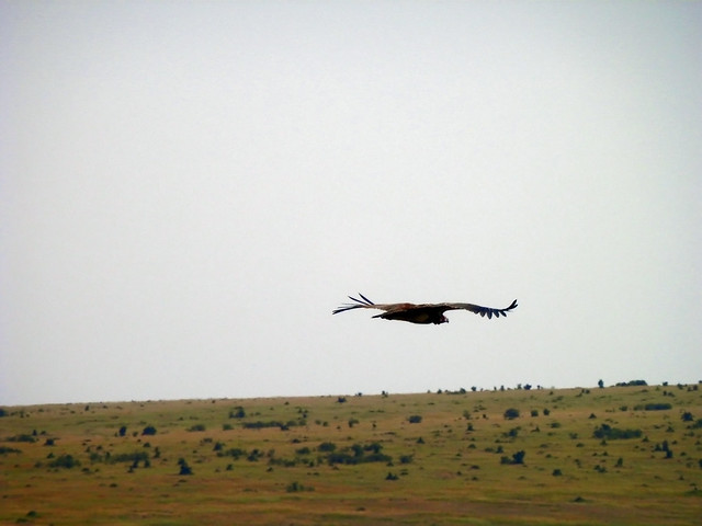Vulture flying over Masai Mara